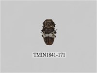 藏品(菲律賓產昆蟲)的圖片